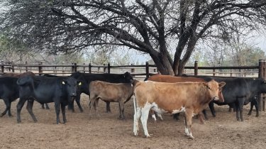 Mashona-Cattle-Breeders-Zviko-3