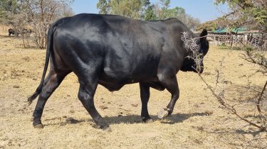 Mashona-Cattle-Breeders-Zviko-6