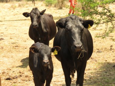 Mashona-Cattle-Society-Nov-2021-Field-Day