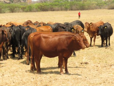 Mashona-Cattle-Society-Nov-2021-Field-Day