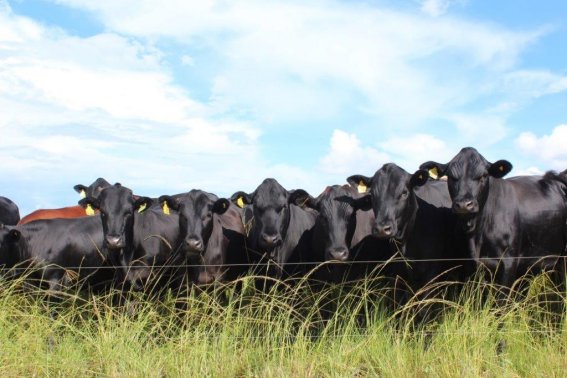 Mashona-Cattle-Society-Zimbabwe-Bluegums-farm-cattle-by-electric-fence-2