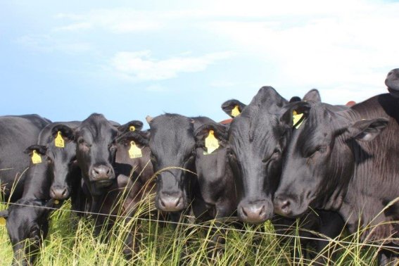 Mashona-Cattle-Society-Zimbabwe-Bluegums-farm-cattle-by-electric-fence-4