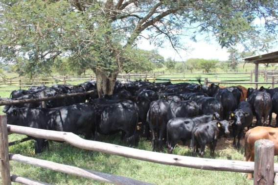 Mashona-Cattle-Society-Zimbabwe-Cattle-assessment-day-cows-resting-in-shade