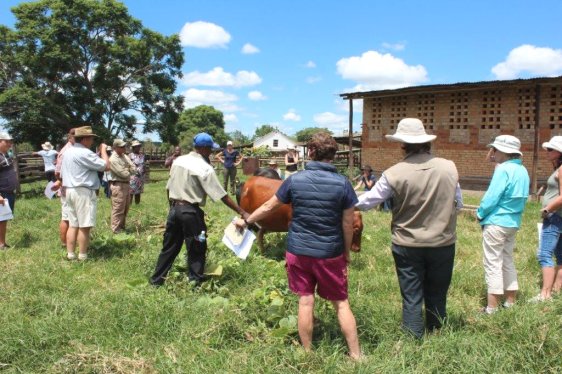 Mashona-Cattle-Society-Zimbabwe-Cattle-assessment-day-evaluating-heifers