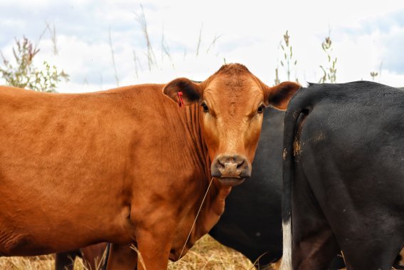 Mashona-Cattle-Society-Zimbabwe-Waterloo-farm-gorgeous-red-mashona-face-on-2