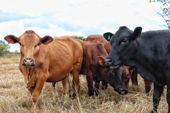 Mashona-Cattle-Society-Zimbabwe-Waterloo-farm-mixed-small-group-red-black