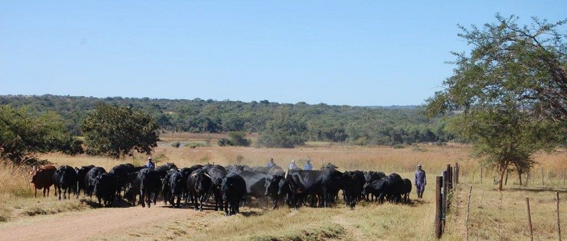 Mashona-Cattle-Society-Zimbabwe-big-herd