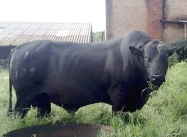 Mashona-Cattle-Society-Zimbabwe-black-bull-4b