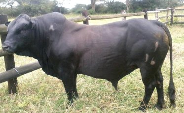 Mashona-Cattle-Society-Zimbabwe-black-bull-6a