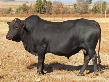 Mashona-Cattle-Society-Zimbabwe-black-bull-7a
