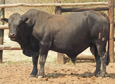 Mashona-Cattle-Society-Zimbabwe-black-bull-a