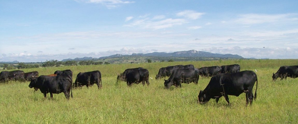 Mashona-Cattle-Society-Zimbabwe-black-mashona-cattle-grazing-in-green-field-scenic-shot