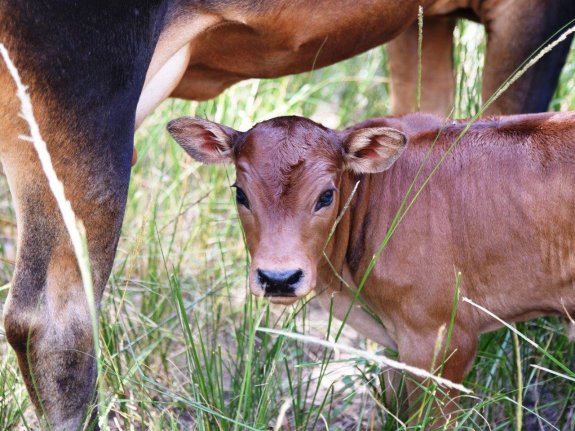 Mashona-Cattle-Society-Zimbabwe-calf-red-a