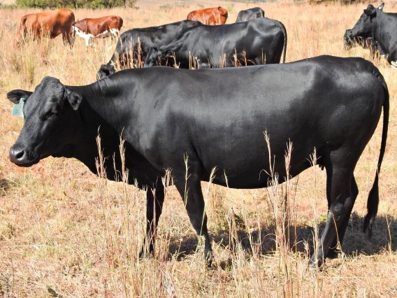 Mashona-Cattle-Society-Zimbabwe-females-group-black-and-red-a