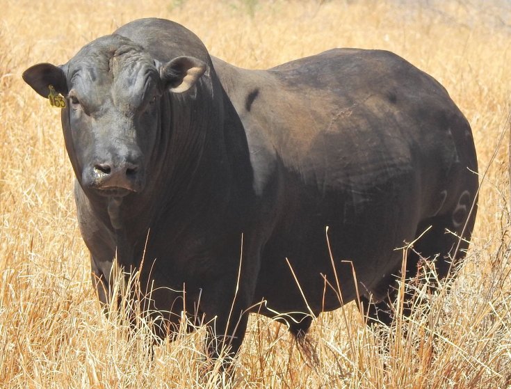 Mashona-Cattle-Society-Zimbabwe-magnificent-black-bull-facing-a