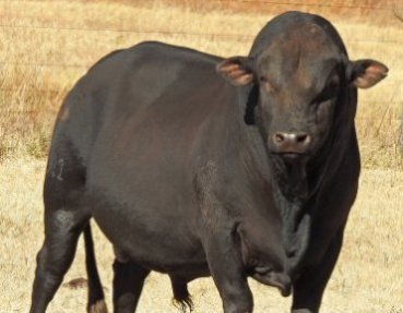 Mashona-Cattle-Society-Zimbabwe-magnificent-black-bull-facing2a