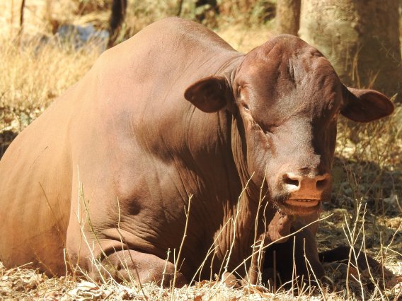 Mashona-Cattle-Society-Zimbabwe-magnificent-red-bull-close-up-portrait-a