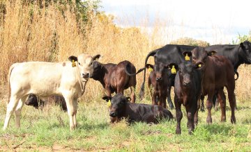 Mashona-Cattle-Society-Zimbabwe-mashona-calves-mixed-colours-scenic-with-golden-grass-background