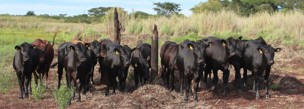 Mashona-Cattle-Society-Zimbabwe-mashona-herd-face-on
