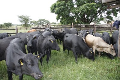 Mashona-Cattle-Society-Zimbabwe-mashona-herd-in-enclosure-varied-shades