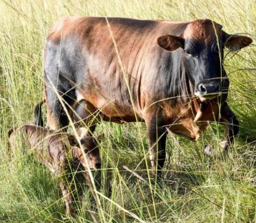 Mashona-Cattle-Society-Zimbabwe-mother-and-calf-red-black-mix-a