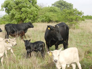 Mashona-Cattle-Society-Zimbabwe-mothers-and-calves-various-colours