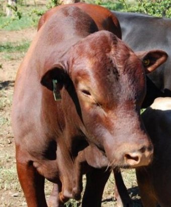 Mashona-Cattle-Society-Zimbabwe-red-brown-bull-2a