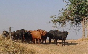 Mashona-Cattle-Society-Zimbabwe-small-herd-coming-over-rise-a