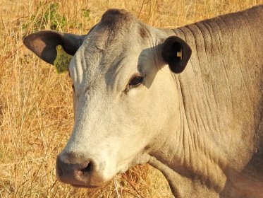 Mashona-Cattle-Society-Zimbabwe-very-close-up-portrait-pale-tan-a