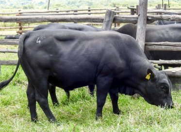 Mashona-Cattle-Society-Zimbabwe-young-black-bull-a