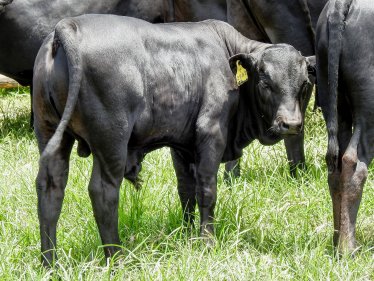 Mashona-Cattle-Society-Zimbabwe-young-black-steer-a