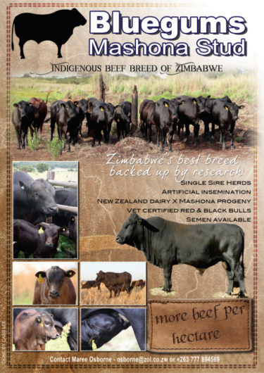 Mashona-Cattle-Society-of-Zimbabwe-Bluegums-Stud-ad-b