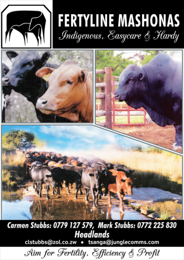 Mashona-Cattle-Society-of-Zimbabwe-Fertyline-Stud-ad-b