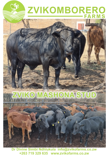 Mashona-Cattle-Society-of-Zimbabwe-Zviko-Mashona-Stud
