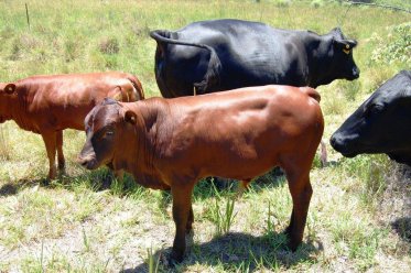 Mashona-Cattle-Society-of-Zimbabwe-beautiful-red-brown-calf