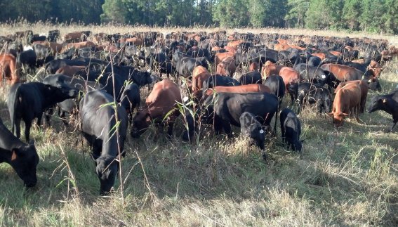 Mashona-Cattle-Society-of-Zimbabwe-large-herd