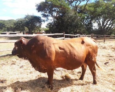 Mashona-Cattle-Society-of-Zimbabwe-red-brown-white-bull-a