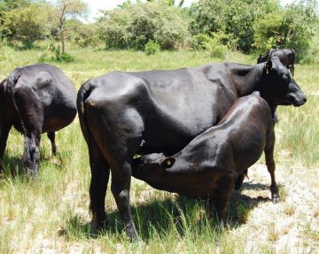 Mashona-Cattle-Society-of-Zimbabwe-suckling-black-calf-and-mum