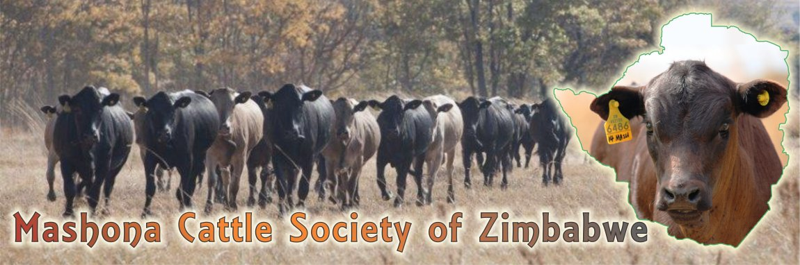 Mashona-Cattle-Society-of-Zimbabwe-website-banner