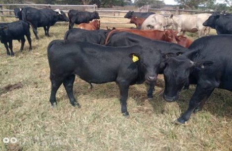 mashona-cattle-field-day-24-may-2022